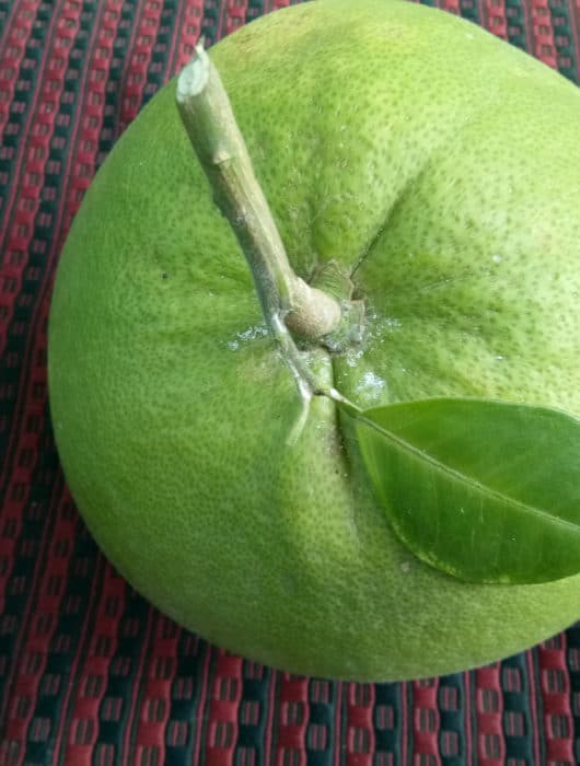 Pomelo the grandpa of grape fruit