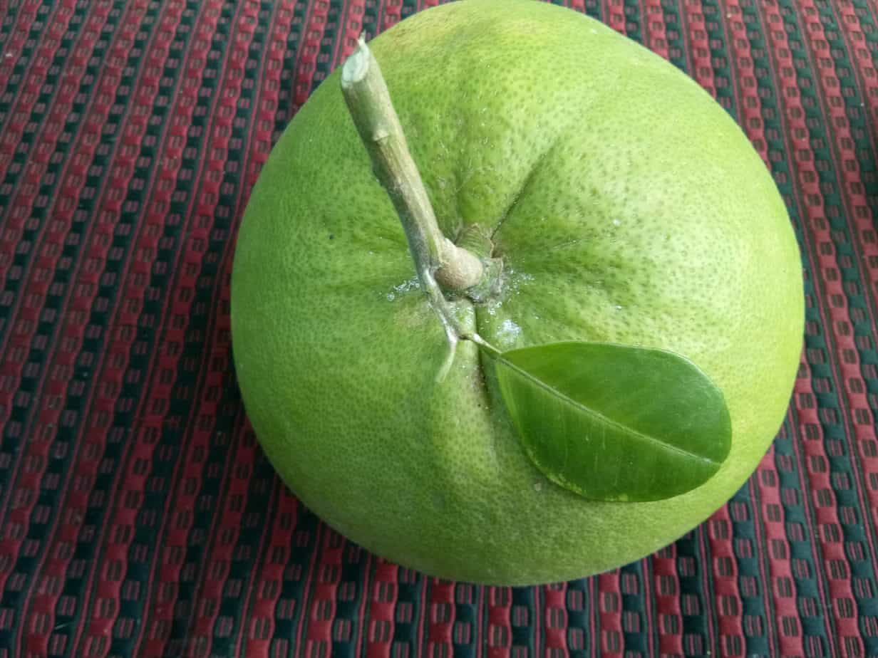 Pomelo the grandpa of grape fruit