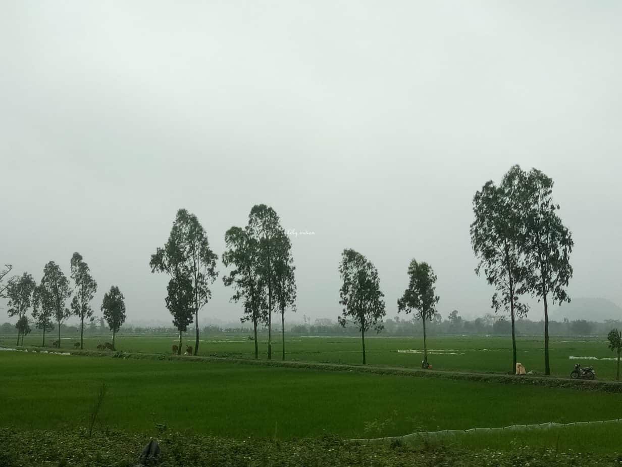 Halong bay of the Paddy fields, tour Tam coc, Vietnam. | Mildly Indian