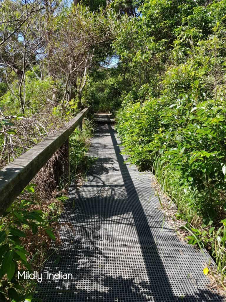 Bushwalking in Sydney | Mildly Indian