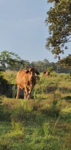 cows at the farm