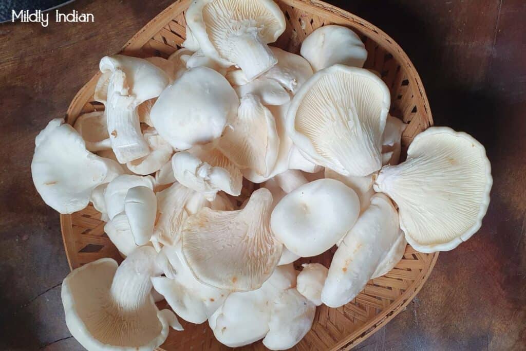 oyster mushroom