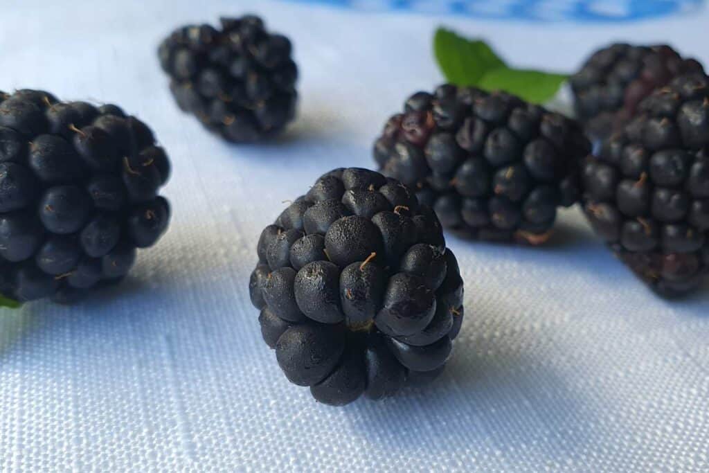 blackberry